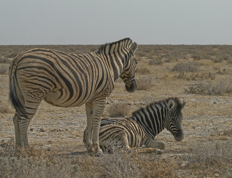 Okaukuejo, Zebra